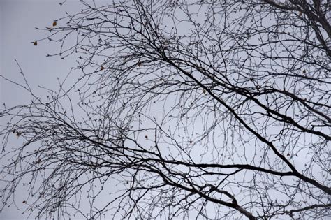 Naked Birch Tree With Rare Small Brown Leaves In The Fall Forest Autumn Background With Dark