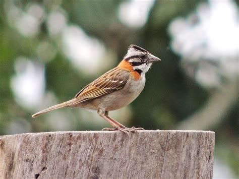 Foto Tico Tico Zonotrichia Capensis Por Tatiane Dias Wiki Aves A