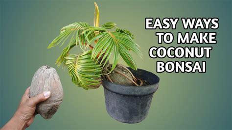 Easy Ways To Make Coconut Bonsai Cara Mudah Membuat Bonsai Kelapa