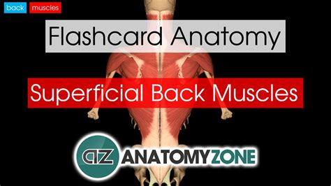 Superficial Back Muscles Anatomyzone