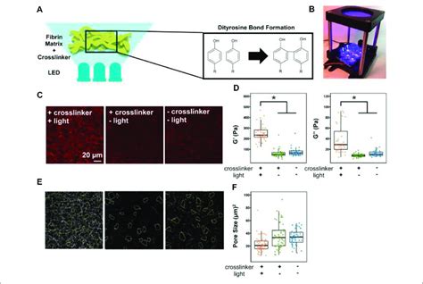 Viscoelastic And Pore Size Characterization Of Fibrin Gels A