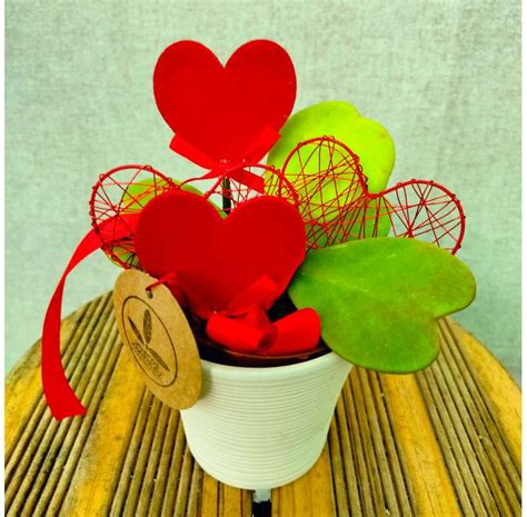 Amor con Suculenta Hoya kerrii en Forma de Corazón para San Valentín