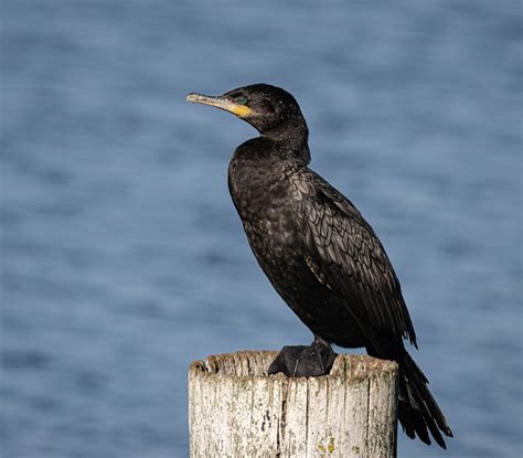 Cormorant Bird Animal Water Free Photo On Pixabay Pixabay