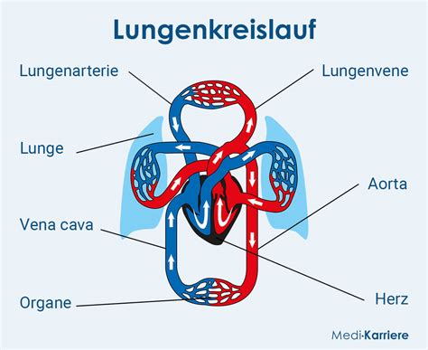 Lungenvenen Lunge