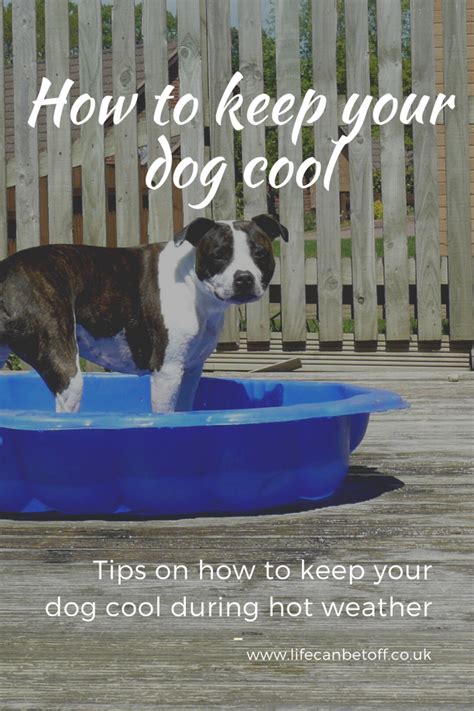 How To Keep Your Dog Cool In Hot Weather Cotswold Lifestyle Blogger