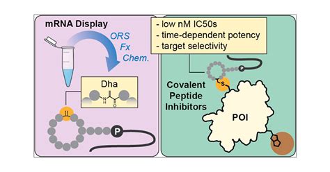 Identification Of Covalent Cyclic Peptide Inhibitors In Mrna Display