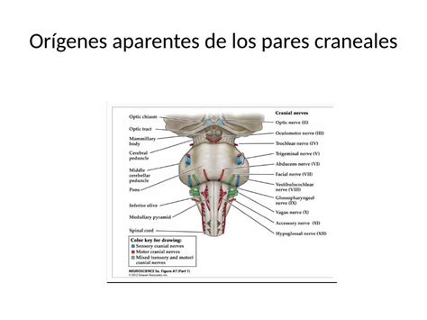 Semiolog A De Los Pares Craneales I Visemiologiahnc Webs Fcm Unc Edu Ar