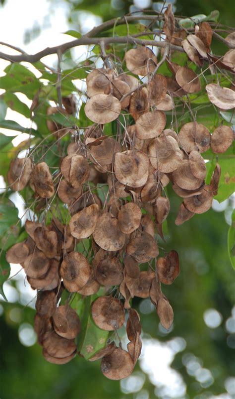 Angsana Pterocarpus Indicus Singapore Flat Round Seed Pods Flora And Fauna Pinterest