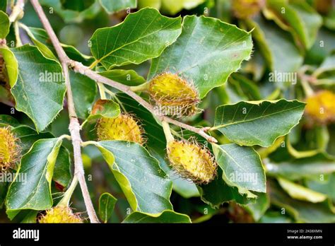 Haya Fagus Sylvatica Primer Plano Mostrando Las Castas De Haya O Los