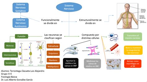 Fisiolog A B Sica Generalidades Del Sistema Nervioso