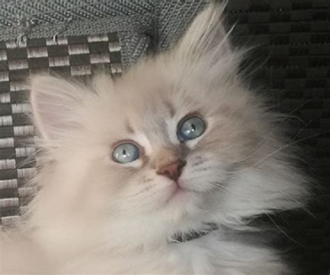 Dolly