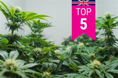 Top 5 Most Popular Weed Strains In The Uk Rqs Blog