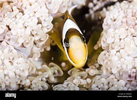 Juvenile Clark S Anemonefish Amphiprion Clarkii Anilao Batangas