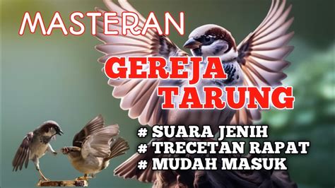 2 Jam Masteran Burung Gereja Tarung Trecetan Panjang Speed Rapat YouTube