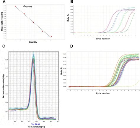 Representative Standard Curve Amplification Plot And Dissociation Download Scientific Diagram