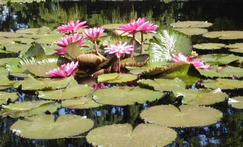 Waterlily Pond Floral - Free photo on Pixabay - Pixabay