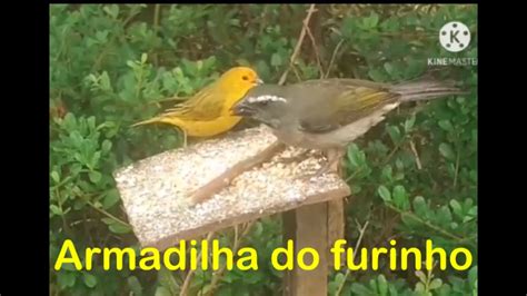 Pegando trinca ferro e outros pássaros na armadilha do furinho ao vivo