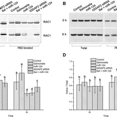 Protein Expression Of Activated RAC1 And CDC42 In PBMCs Detected Via