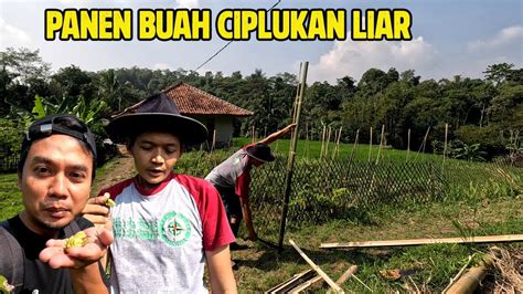 INDAHNYA HIDUP DI KAMPUNG PANEN BUAH CIPLUKAN DI KEBUN HALAMAN RUMAH