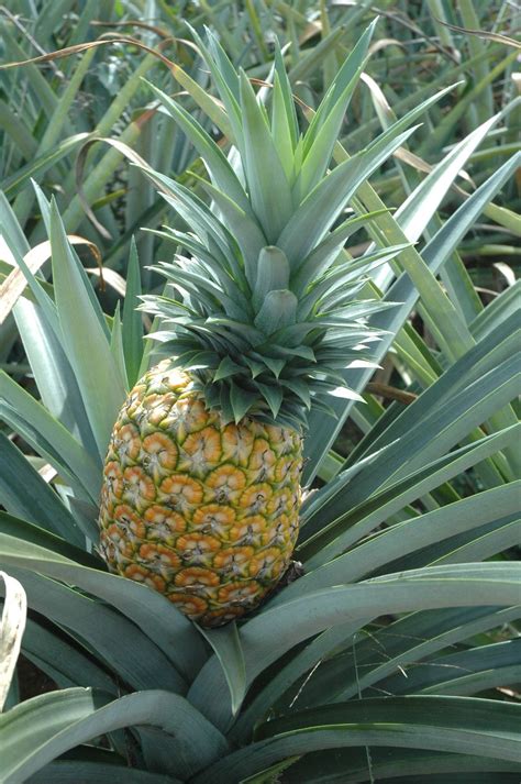 Descubre nuestras 【OFERTAS en Plantas Pina】 ¿A qué estás esperando?