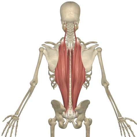 Multifidus And Erector Spinae Muscles