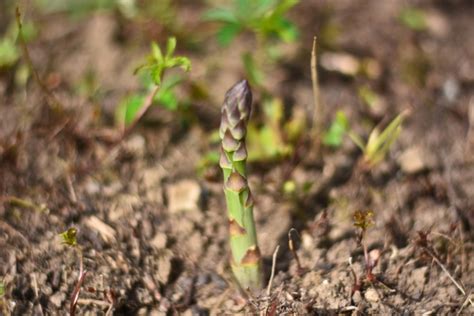 Grüner Spargel anbauen Pflanzen pflegen und reichlich ernten