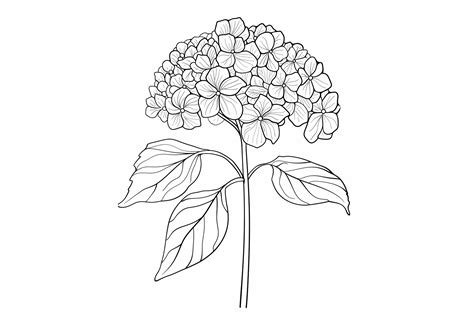 Hydrangea Flower Coloring Page Graphic By Forhadx5 · Creative Fabrica