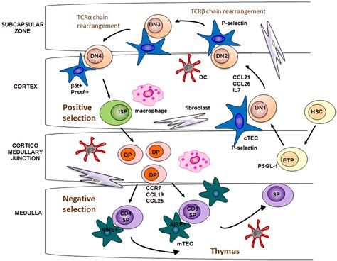 In Vitro Cultivation Of Nonlymphoid Thymic Cells Morphological And