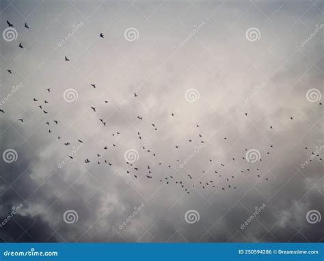 Birds Flying In Cloudy Sky Of Toronto Stock Photo Image Of Seabird