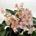 Фиалка Эмеральд Пинк (Emerald Pink): особенности и характеристика сорта ...