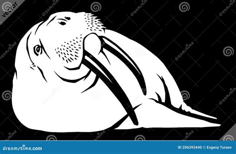 Walrus Illustration Drawing Engraving Ink Line Art Vector