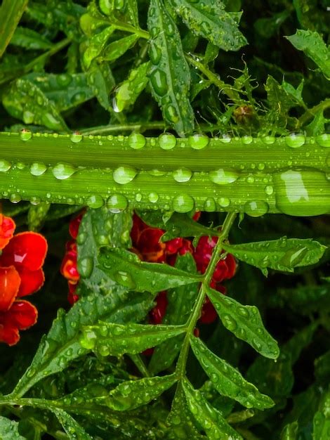 Premium Photo A Red Flower With Water Drops On It And The Drops Of