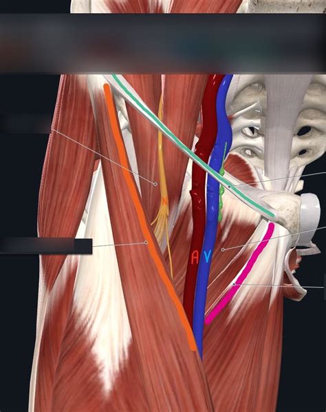 Femoral Triangle Diagram Quizlet