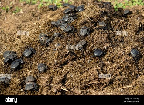 Dung Beetles Scarabaeidae Scarab Beetles At Work On Buffalo Feaces