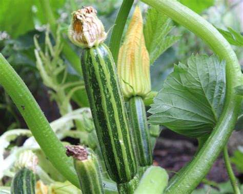 Quand Semer Planter Et R Colter Les Courgettes Avec La Lune En