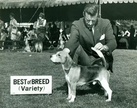 Beagle History & Training/Temperament - American Kennel Club