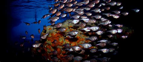 Snorkeling In Cura Ao Best Snorkel Trips For Families And Friends