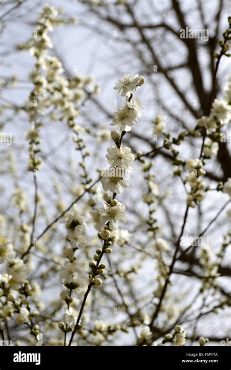 Prunus Davidiana Banque De Photographies Et Dimages à Haute Résolution