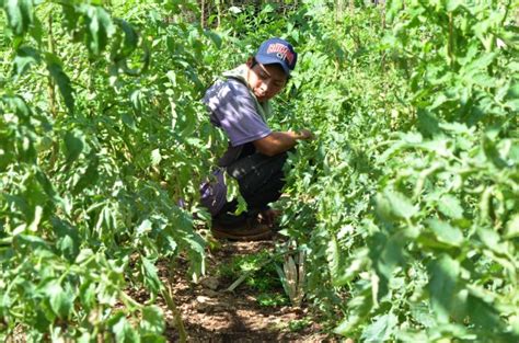 La Jornada Maya Francisco J Rosado May Sistemas Alimentarios Mayas