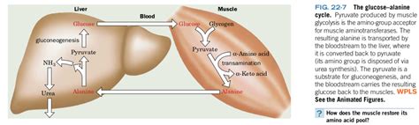 Solved Figure 22-7 depicts the glucose-alanine cycle. In | Chegg.com