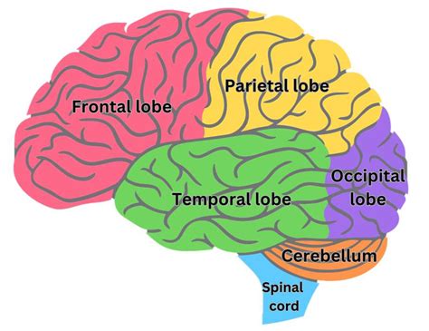 Partes Del Cerebro EPuzzle Foto Puzzle