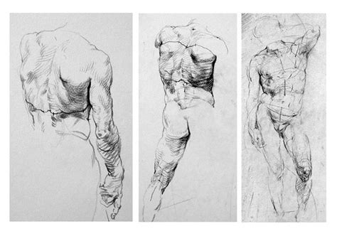 Pin By Andzia On Art In 2024 Anatomy Art Figure Drawing Human Anatomy Art