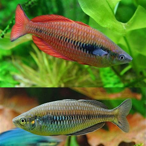 Aquarium Central Rainbow Hapgood River Rainbowfish Melanotaenia