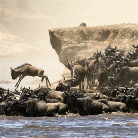 Great Wildebeest Migration | Kiroyera Tours