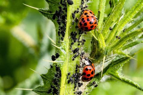 Lucha Biol Gica Control Eficaz De Plagas En Cultivos Con Insectos