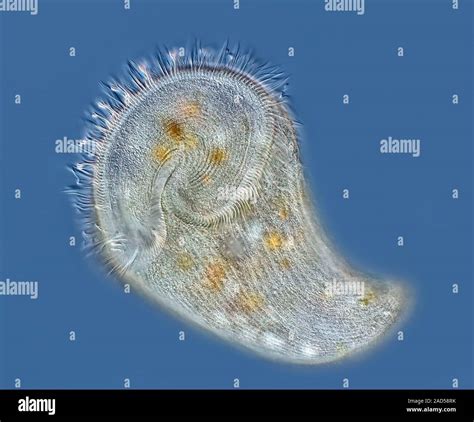 Stentor Protozoan Light Micrograph Of A Stentor Sp Freshwater Ciliate