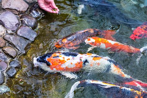 24 Stunning Koi Pond Design Ideas