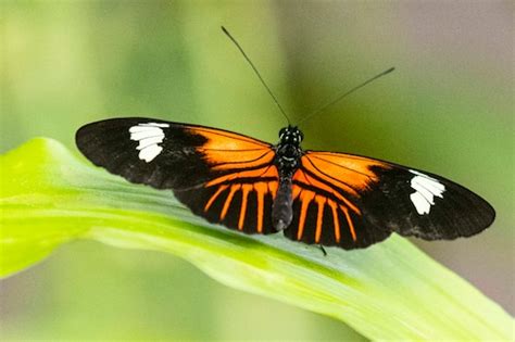 ‘butterflies Are Blooming Exhibit Opens At Meijer Gardens With Over