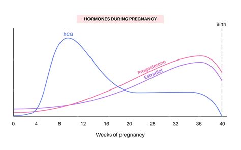 Premium Vector | Levels of hormones in pregnancy infographic hcg ...