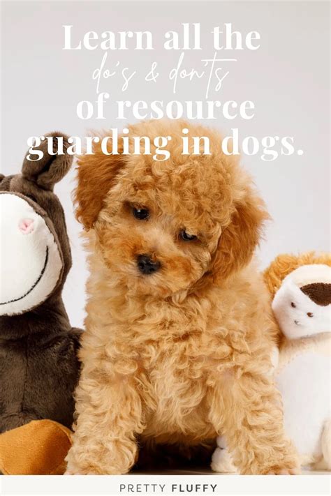 Resource Guarding in Dogs: Top Tips From a Dog Behaviourist